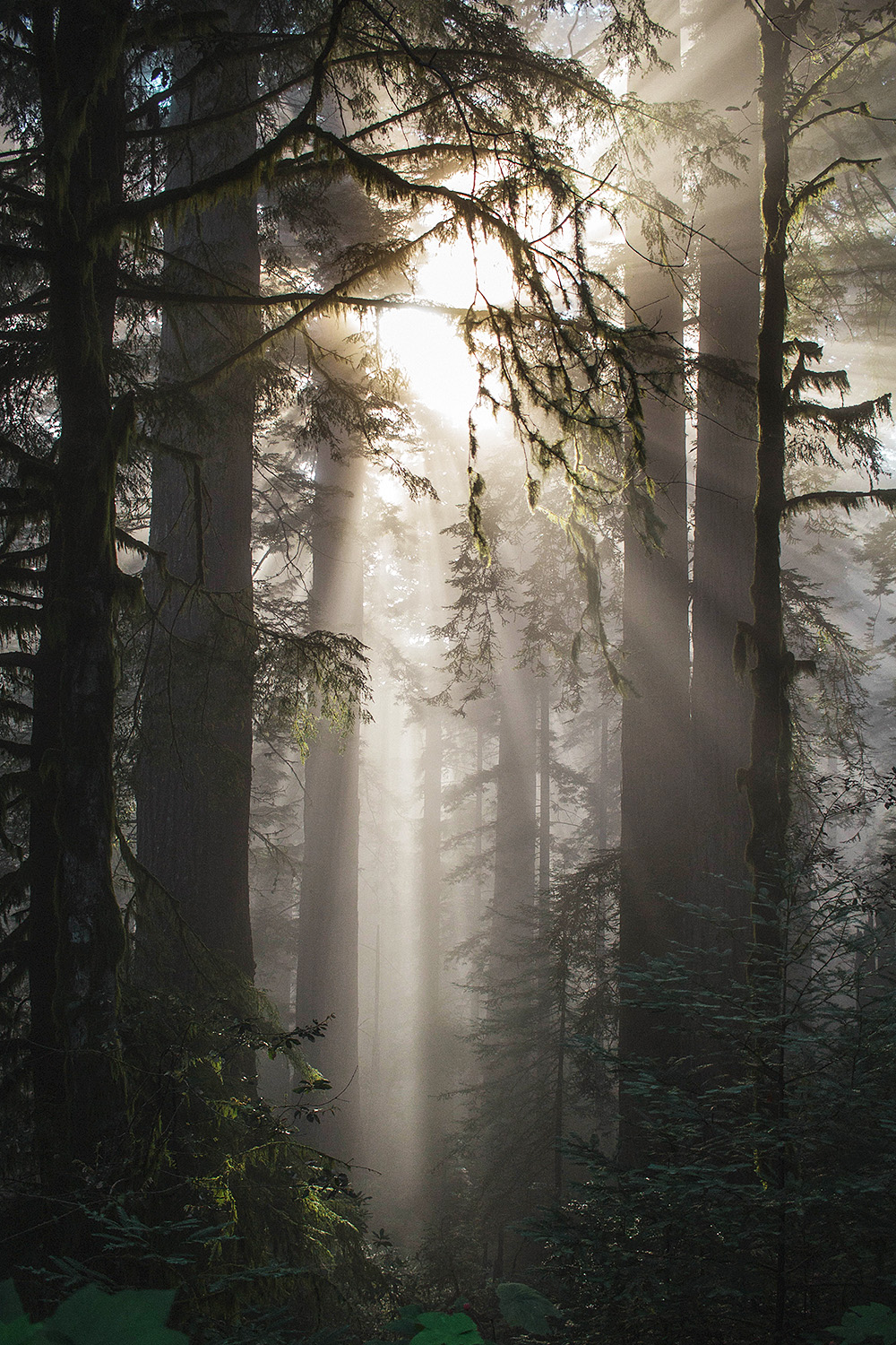 sun-rays-through-redwood