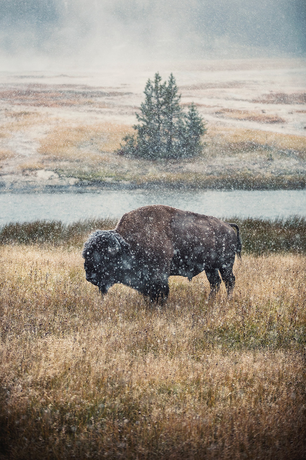 yellowstone-bison-wall-art-photography