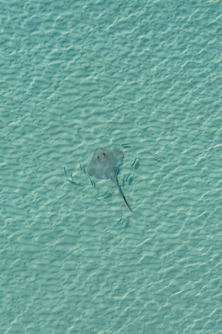 Stingray