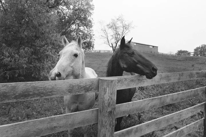 Black & White