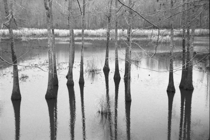 Cypress Shadows