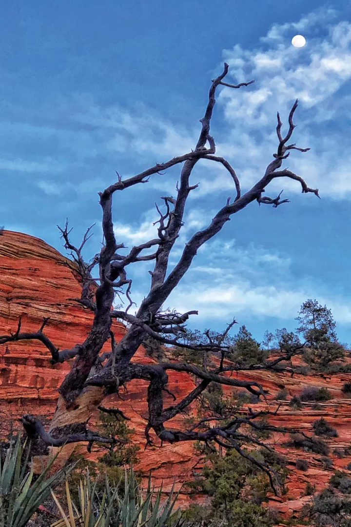 Gnarley Zion Moon Tree