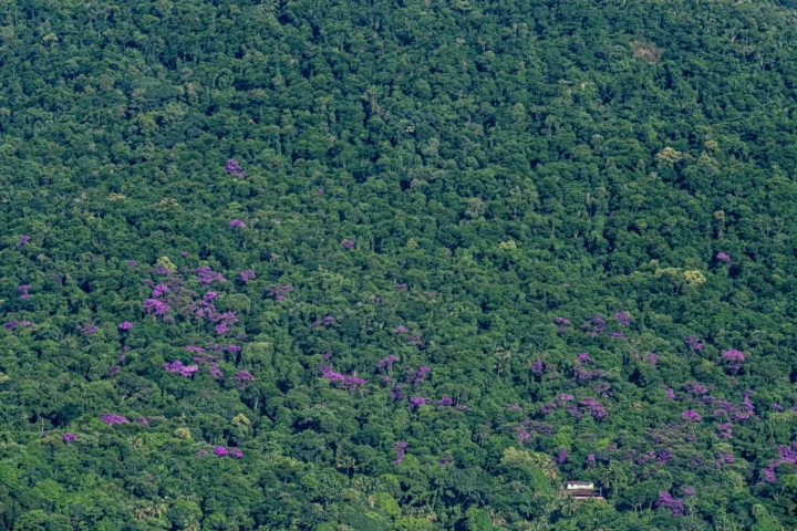 Hearts of the Atlantic Forest.