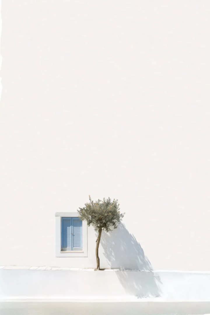 Greek olive tree