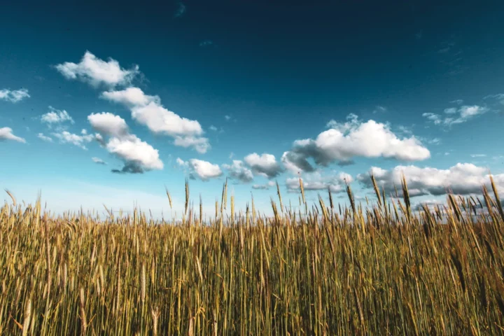 Landes_capes_n°2