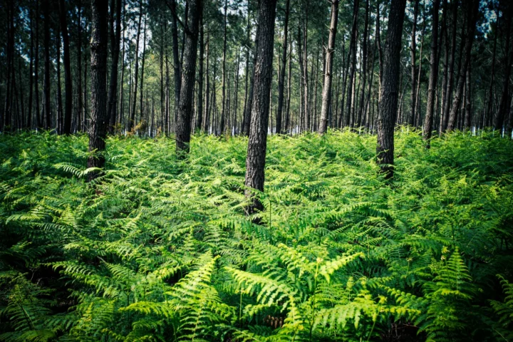 Landes_capes_n°5