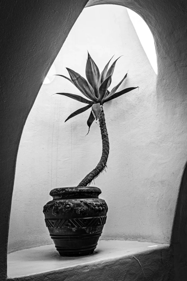 Agave in White Niche, Lanzarote