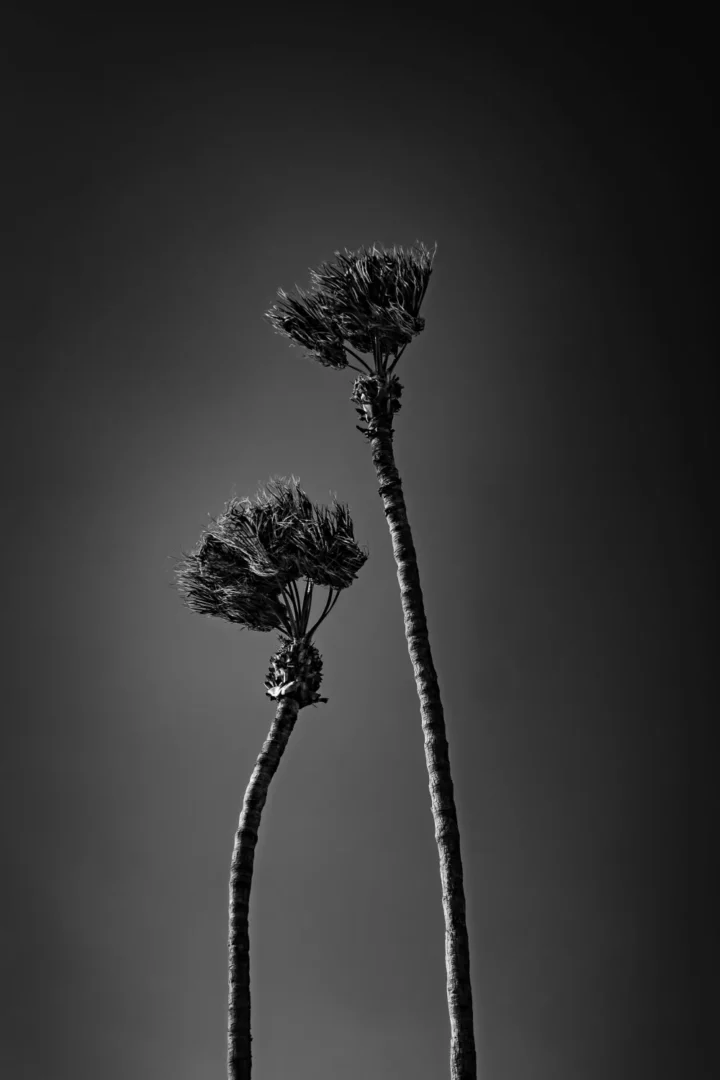 Two Palms in the Wind, Lanzarote