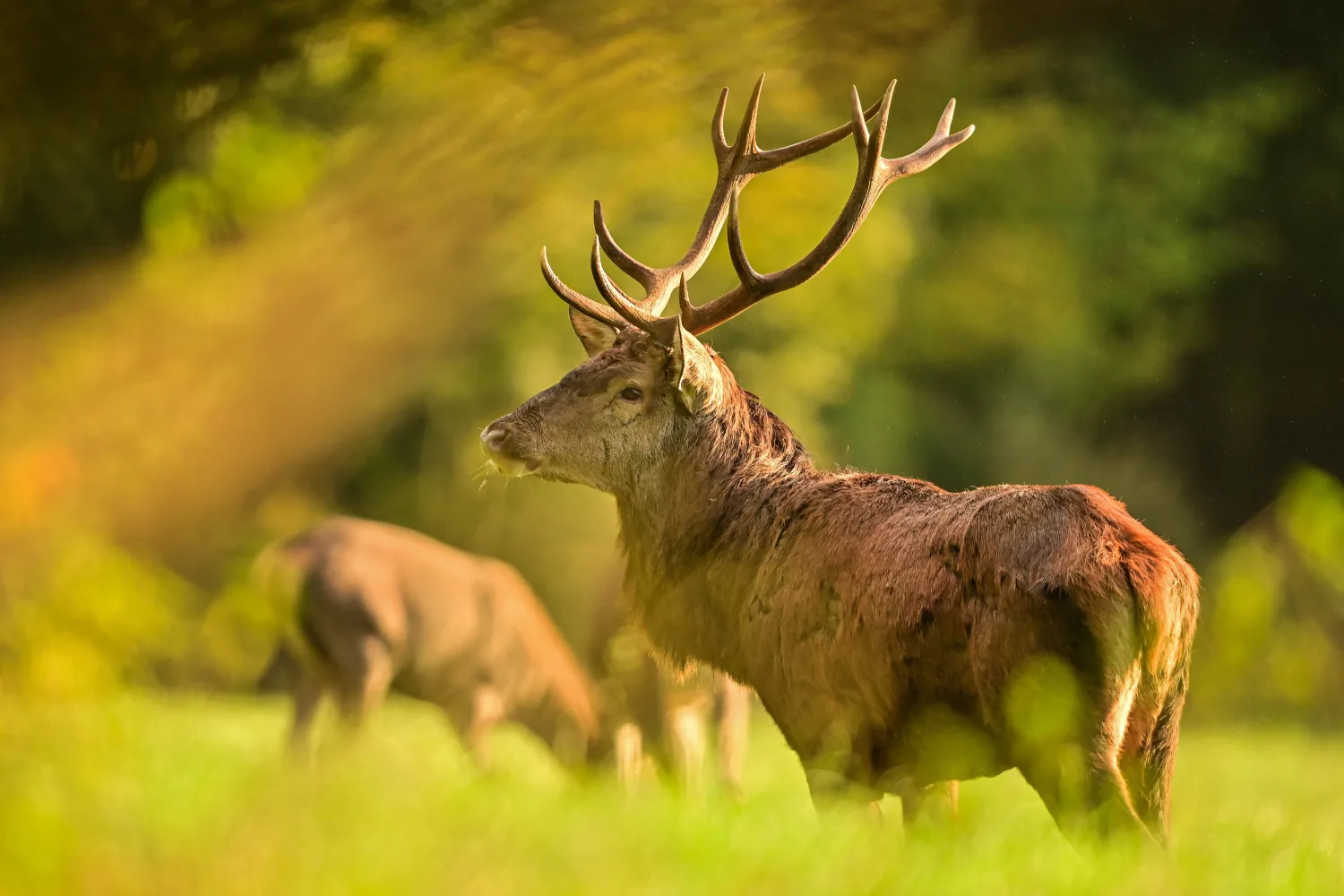 Golden Majesty: Red Stag in Sunlight