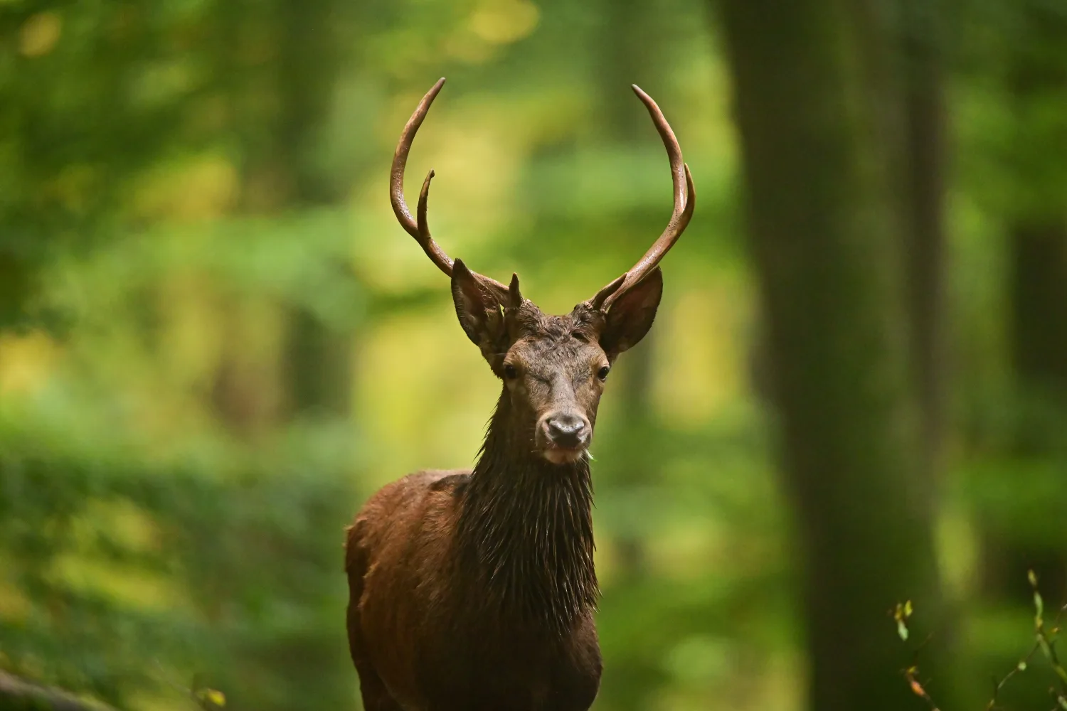 Young red stag