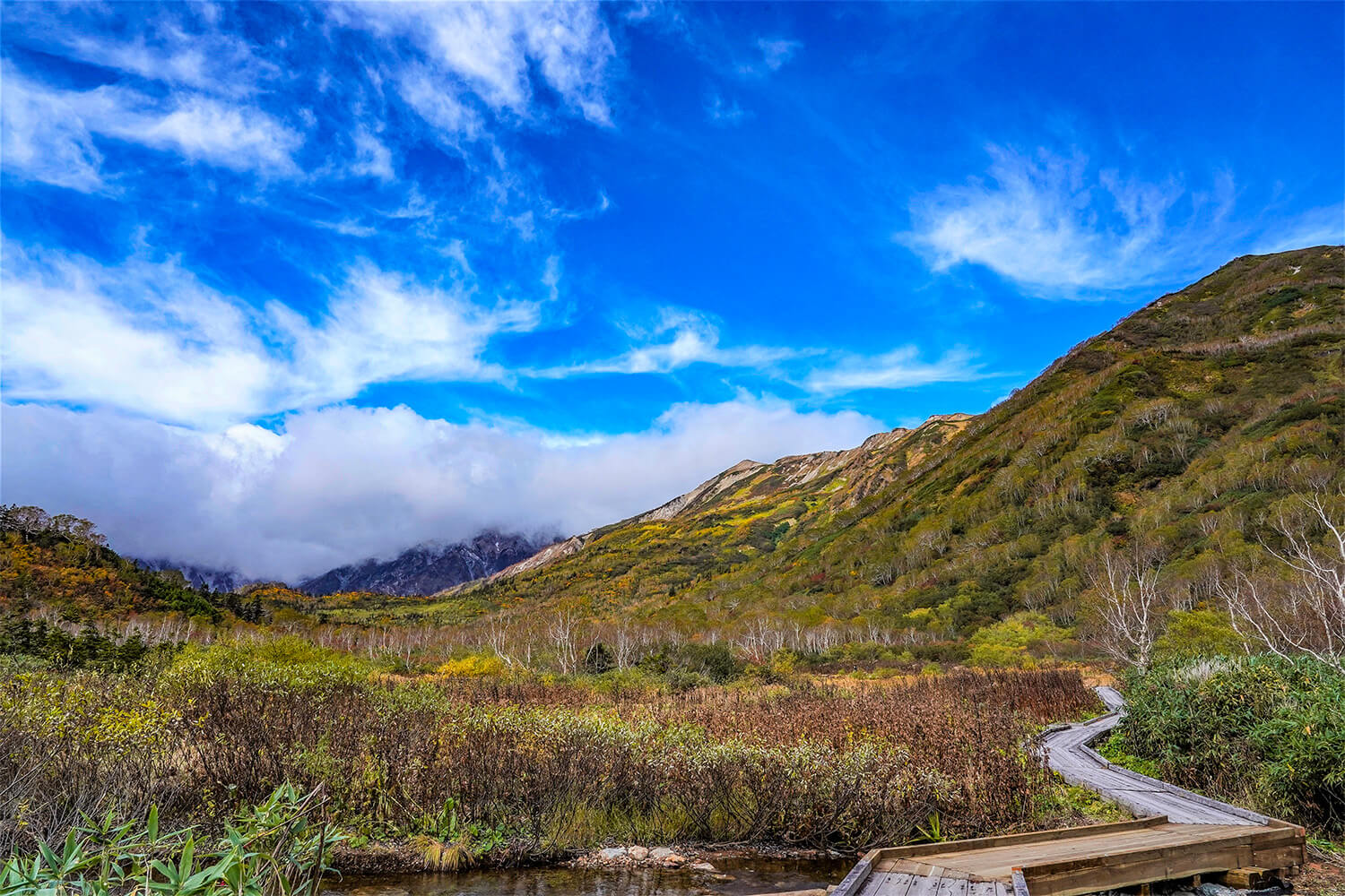 Atumun foliage of Tsugaike nature park.