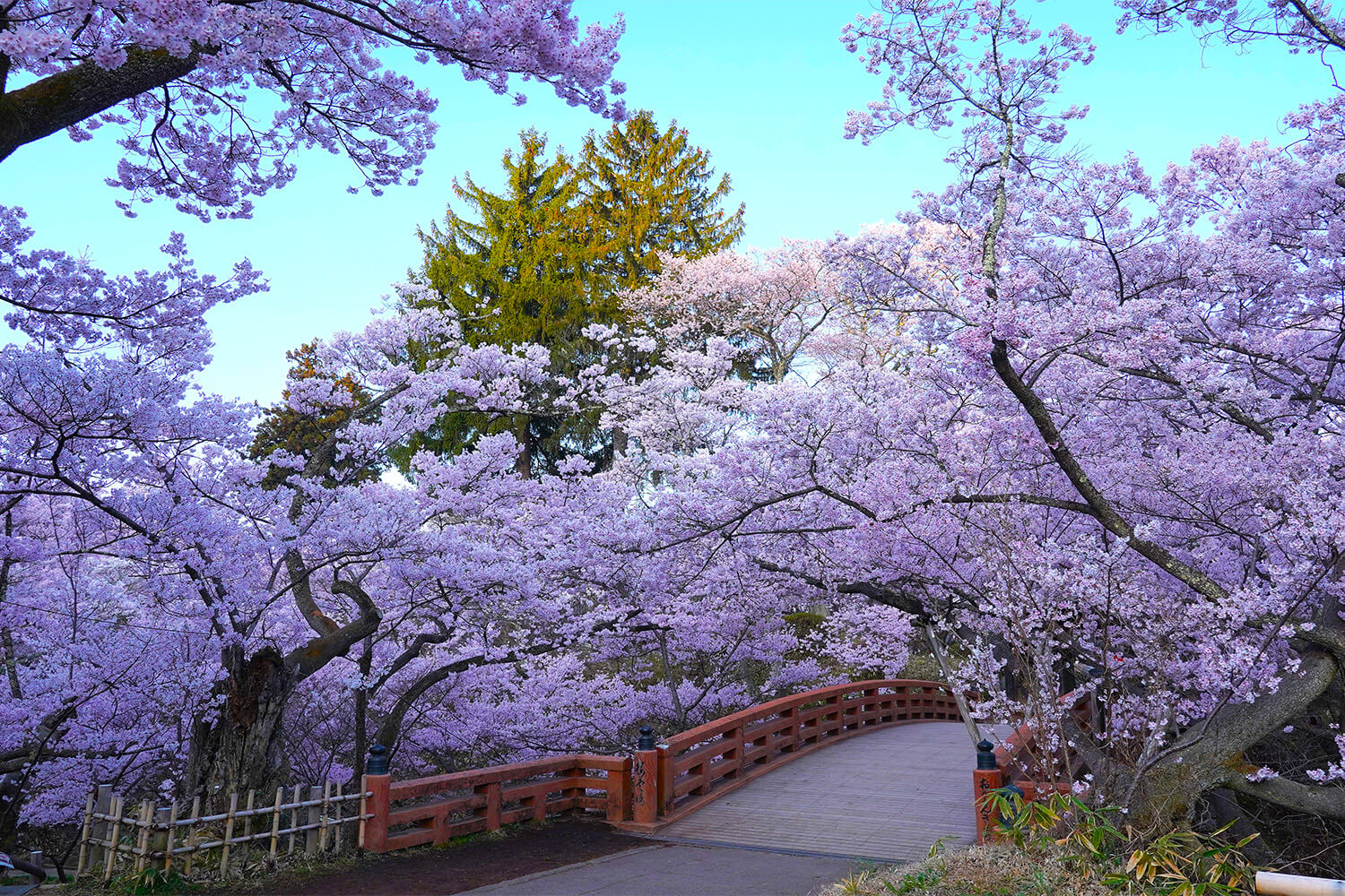 Cherry blossoms in full bloom at Takato Castle Ruins Park