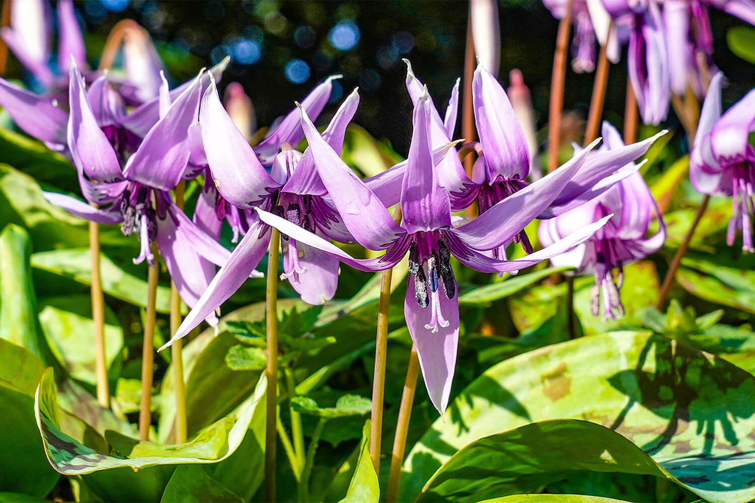 Katakuri in spring