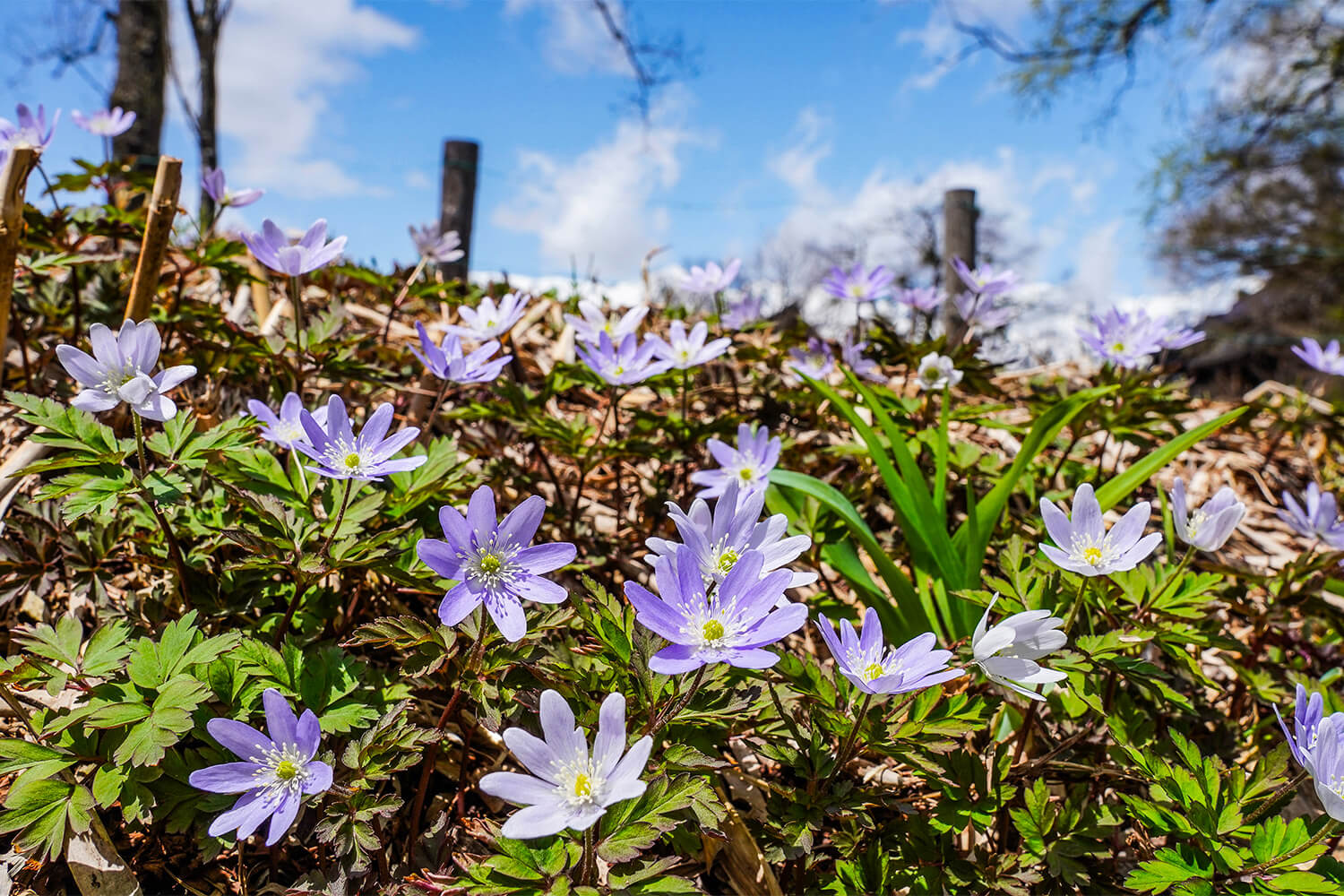 Kikuzakiichige in spring