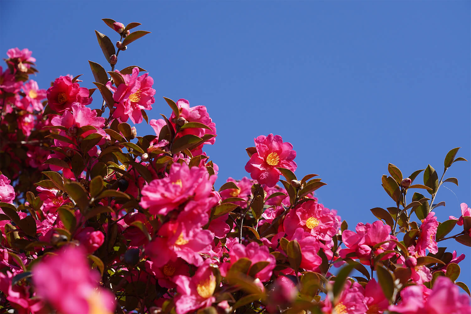 Sasanqua flowers