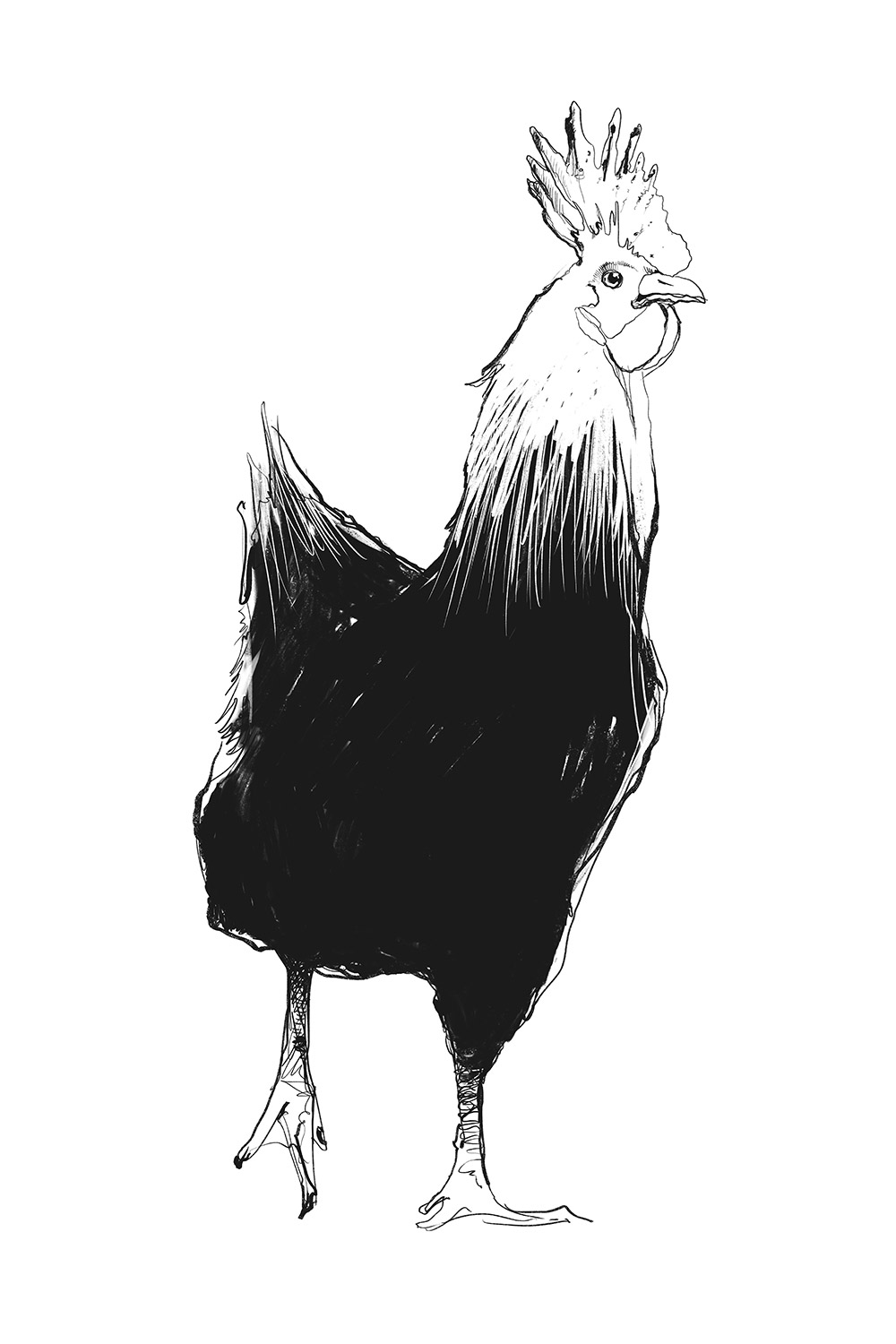 Fier comme un coq