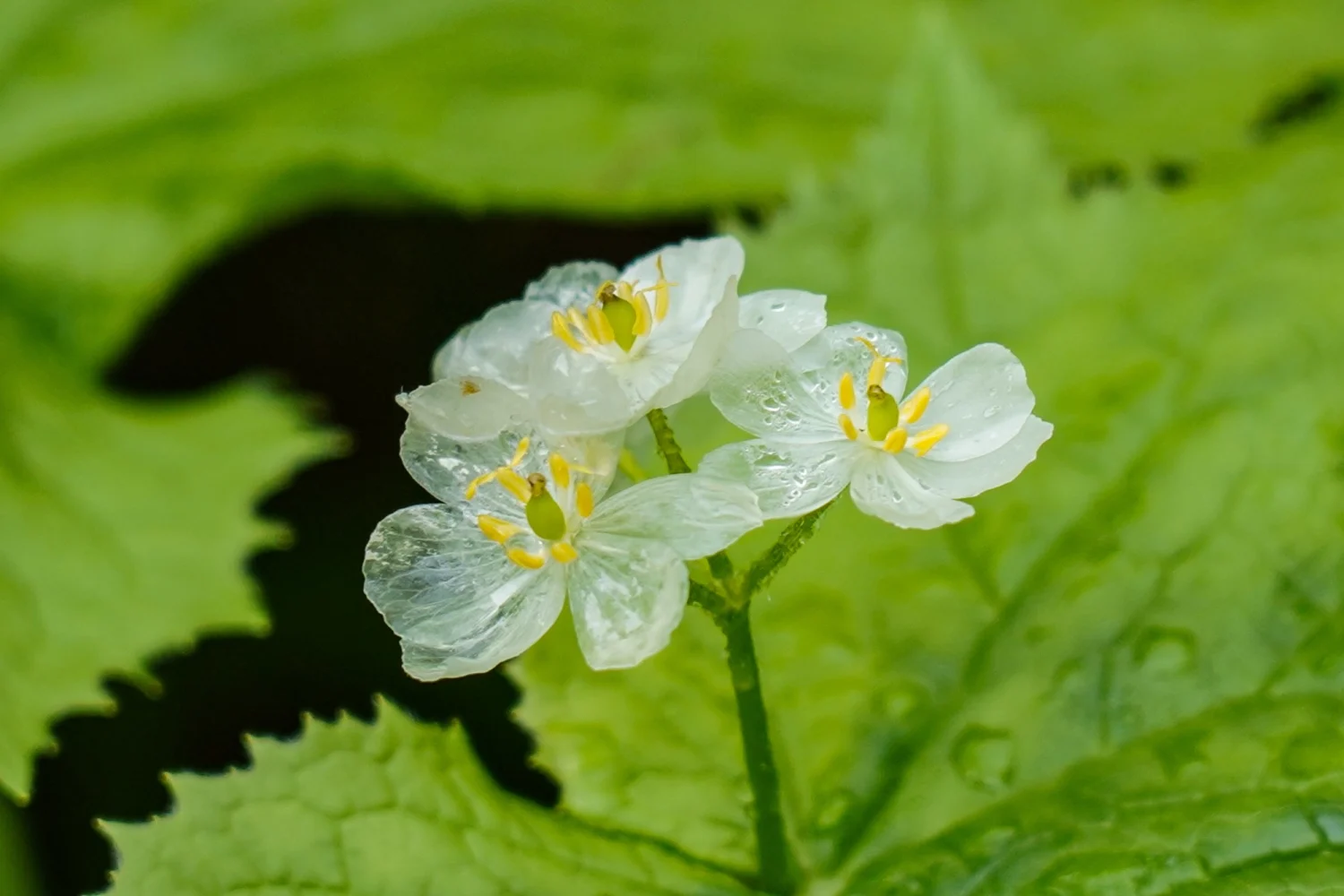 Beatiful Sankayou flower