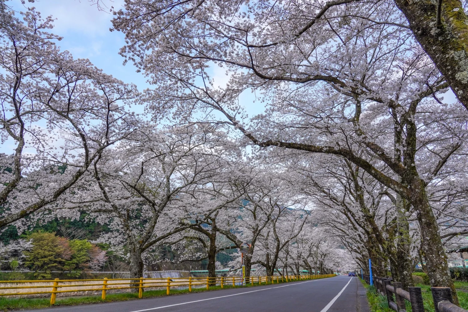 Sakura Tunnel in Ieyama